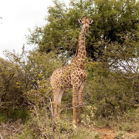 Little Kubu Lodge Hoedspruit Esterno foto