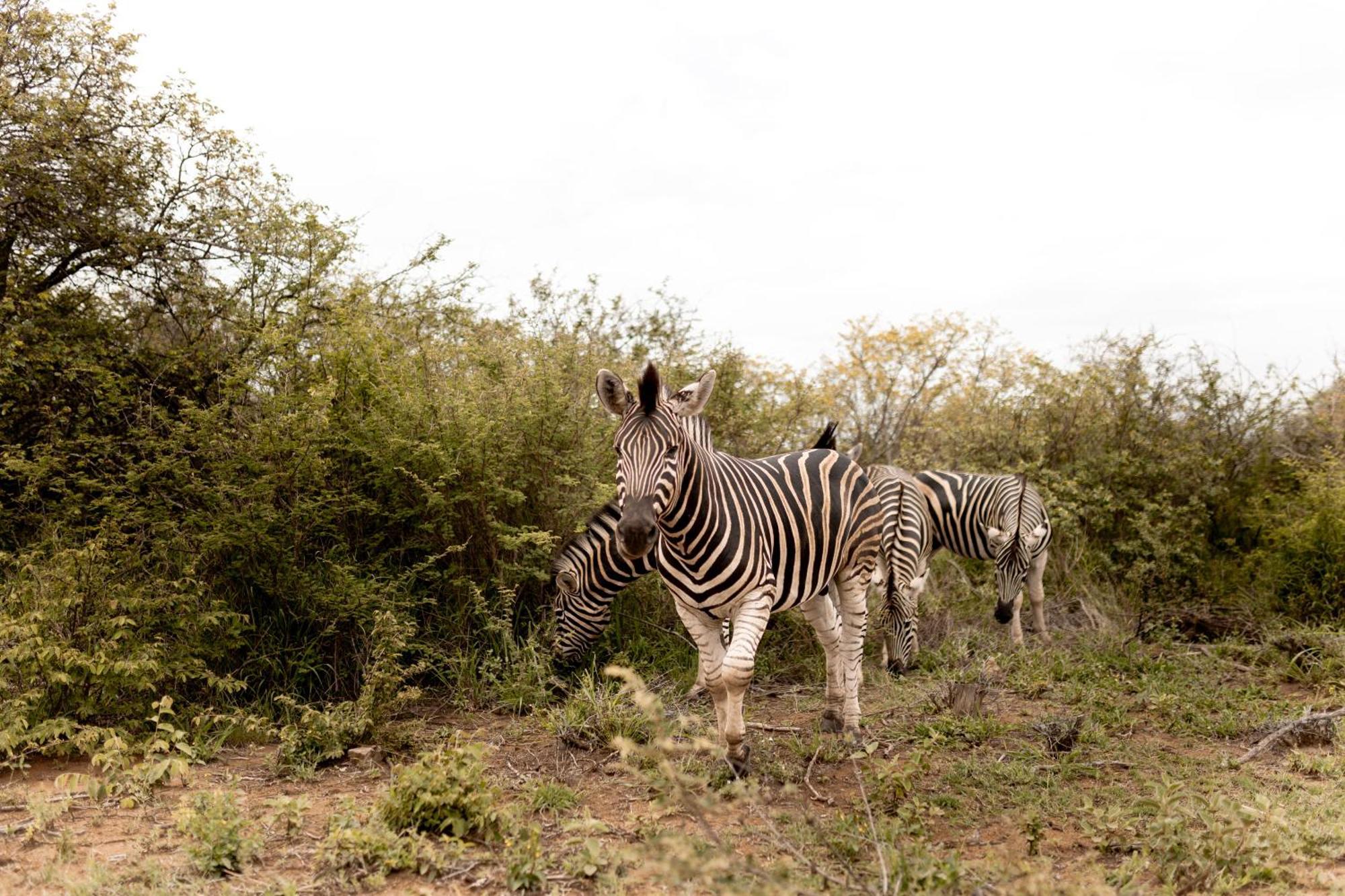 Little Kubu Lodge Hoedspruit Esterno foto