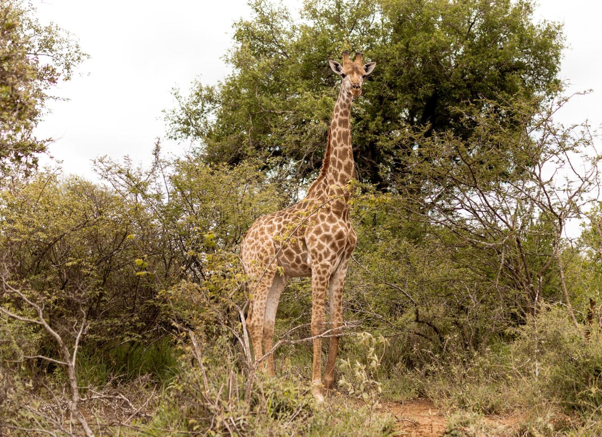 Little Kubu Lodge Hoedspruit Esterno foto